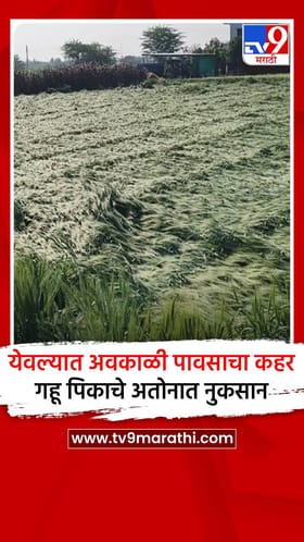 येवल्यात अवकाळी पावसाचा कहर; गहू पिकाचे अतोनात नुकसान.
