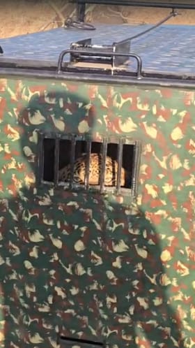 पुण्यातील आंबेगावात बिबट्या जेरबंद; आतापर्यंत 80 पेक्षा जास्त बिबट्यांना पकडण्यात यश.