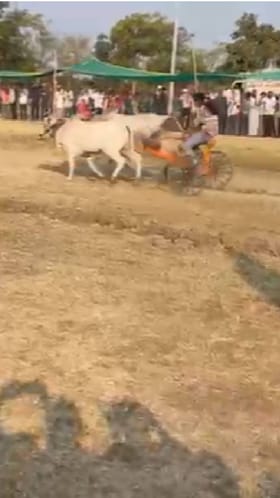 अमरावतीमध्ये तरुणींचा बैलगाडा शर्यतीत सहभाग.