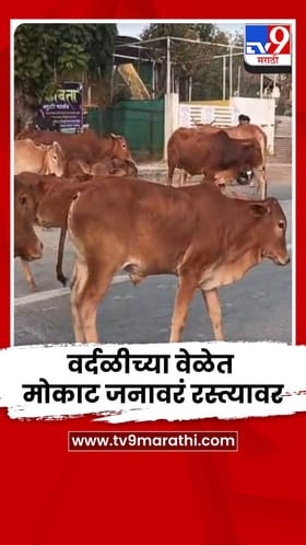 जळगावच्या बोदवड शहरात मोकाट जनावरांचा सुळसुळाट, अपघातांची भीती; नागरिक हैराण.