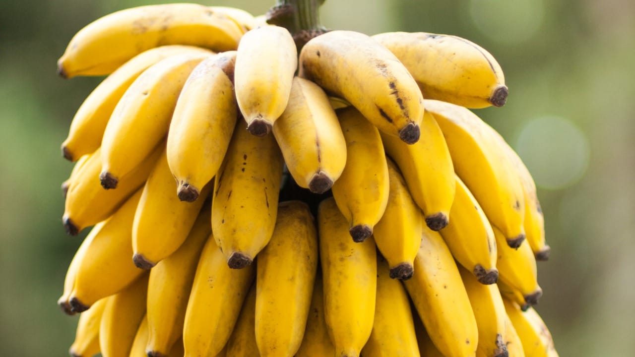 दुपारच्या जेवणानंतर केळी खाल्ल्याने पचनक्रिया अधिक गतिमान होते. केळीतील फायबर अन्नाचे पचन सुलभ करते. तसेच आतड्यांचे आरोग्य सुधारते. हे शरीरातील विषारी घटक बाहेर टाकण्यासही मदत करते.