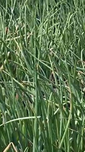 बारामती कृषी प्रदर्शन AI तंत्रज्ञानाने घेता येणार कांद्याचे उत्पादन