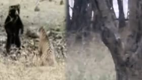 Viral Video: अस्वलासमोर झुकला वाघ, जंगलातील थरकाप उडवणारी घटना.