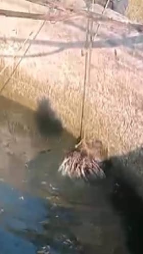 बीडमध्ये प्राणीमित्राने विहीरीत पडलेल्या साळींदर प्राण्याला दिले जिवदान.