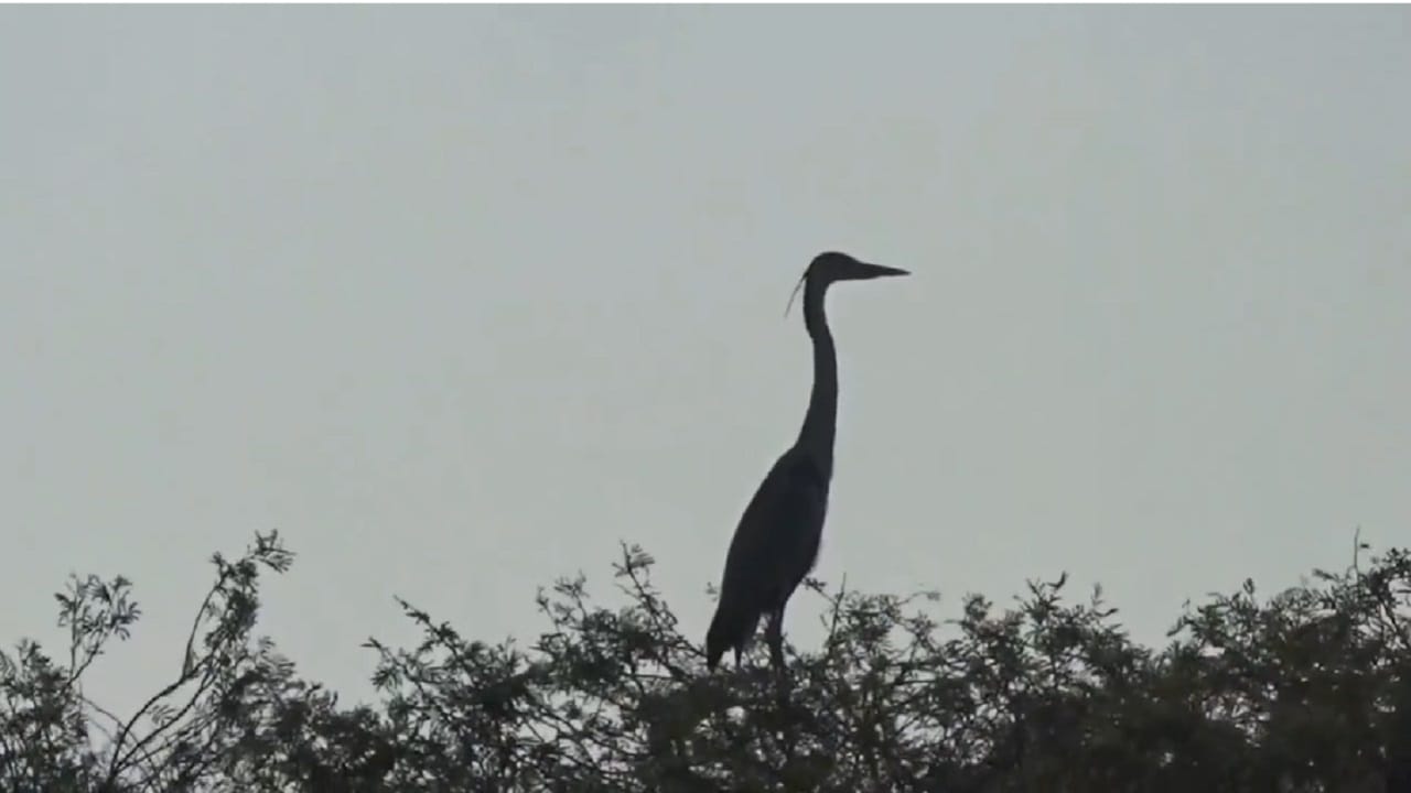 वाशीम येथील वत्सगुल्म जैवविविधता संवर्धन संस्था आणि अकोला येथील निसर्ग कट्टा यांनी पुढाकार घेऊन ही पाणपक्षी गणना आयोजित केली आहे...जैवविविधतेचा अभ्यास, स्थलांतरित पक्ष्यांच्या मार्गांचा मागोवा आणि पर्यावरण संवर्धनाच्या दृष्टीने ही गणना अत्यंत महत्त्वाची मानली जाते. 