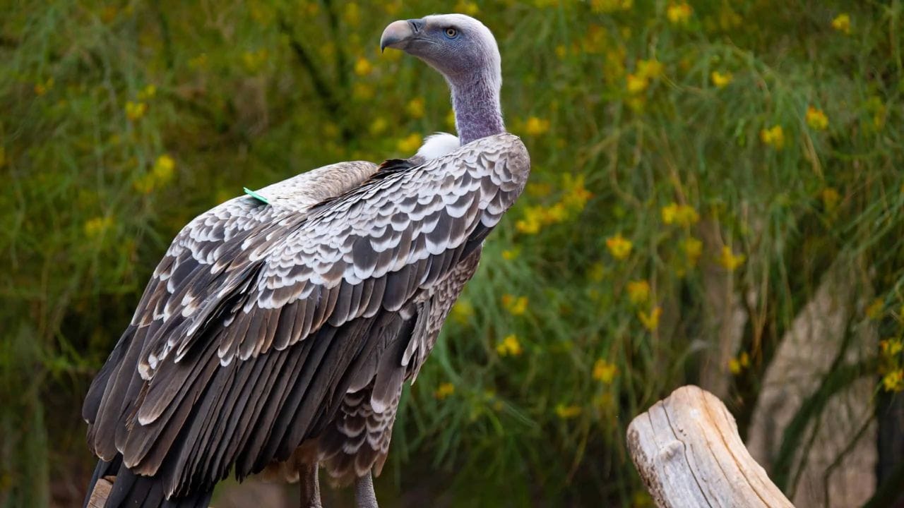 रुपेल्स ग्रिफॉन गिधाड - जगातील सर्वात जास्त उंचीवरून उडू शकणारा पक्षी 'रुपेल्स ग्रिफॉन गिधड' हा आहे. या पक्ष्याने समुद्र सपाटीपासून 37,100 फूट (सुमारे 11300 मीटर) उंचीवर उडण्याचा विक्रम नोंदवला आहे. ही उंची व्यावसायिक विमाने ज्या उंचीवर उडतात त्या समकक्ष आहे.