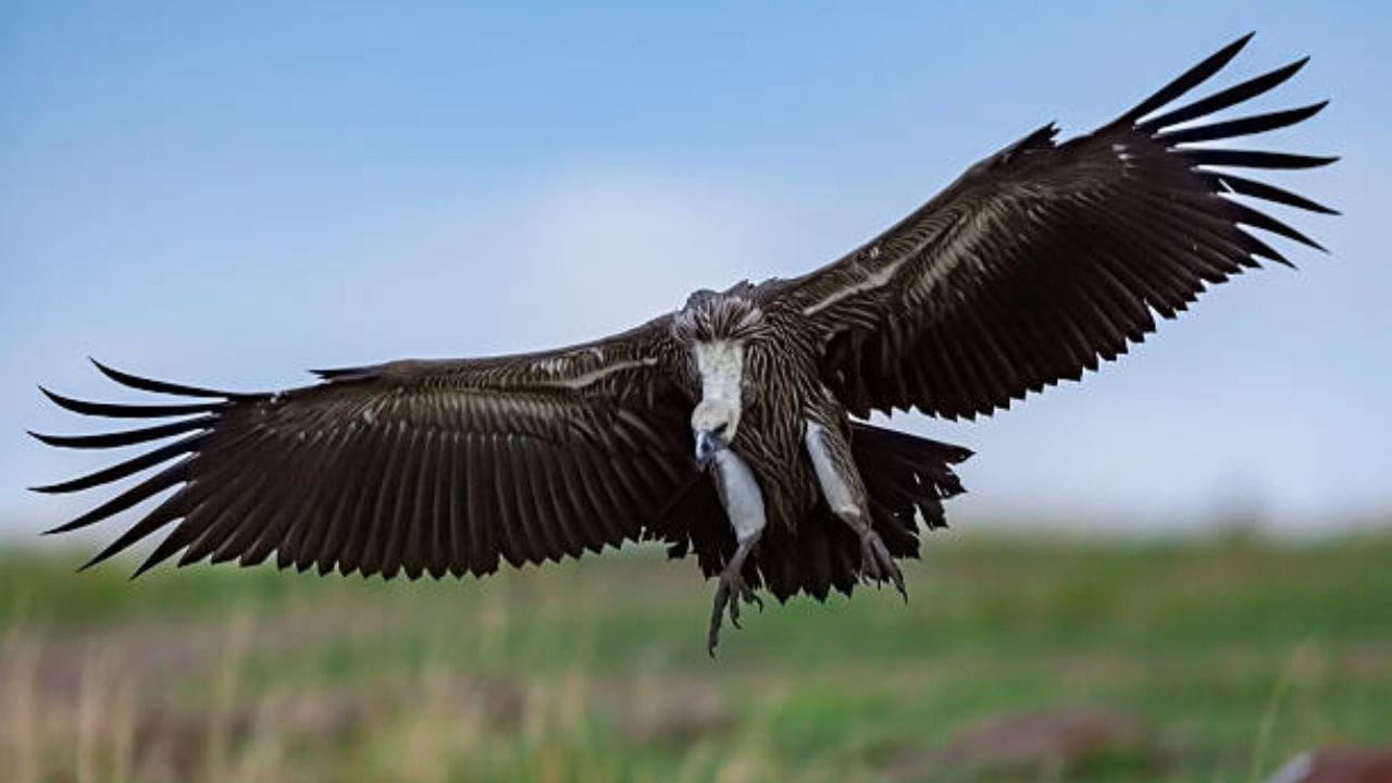 शरीराची रचना - हे एक महाकाय गिधाड असून त्याच्या पंखांचा विस्तार सुमारे 7 ते 8.5 फुटांपर्यंत असतो. त्यांचे वजन 6.5 ते 9 किलोच्या दरम्यान असते, ज्यामुळे त्यांना हवेतील गरम प्रवाहांचा वापर करून उंच जाणे सोपे होते.