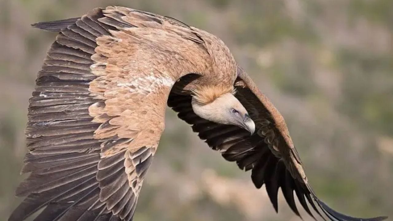 विक्रमाची नोंद कशी झाली? - 29 नोव्हेंबर 1973 रोजी आयव्हरी कोस्टच्या आकाशात एका विमानाशी या पक्ष्याची टक्कर झाली होती. तेव्हा वैमानिकाने नोंदवलेल्या उंचीमुळे या पक्ष्याच्या अफाट उड्डाण क्षमतेचा जगाला उलगडा झाला.