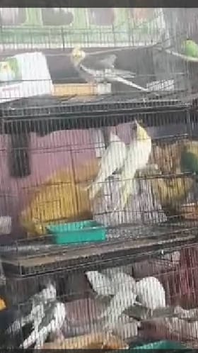 चिपळूण -  कृषी व पशुधन प्रदर्शन महोत्सवात पशु पक्षी ठरताहेत आकर्षण.