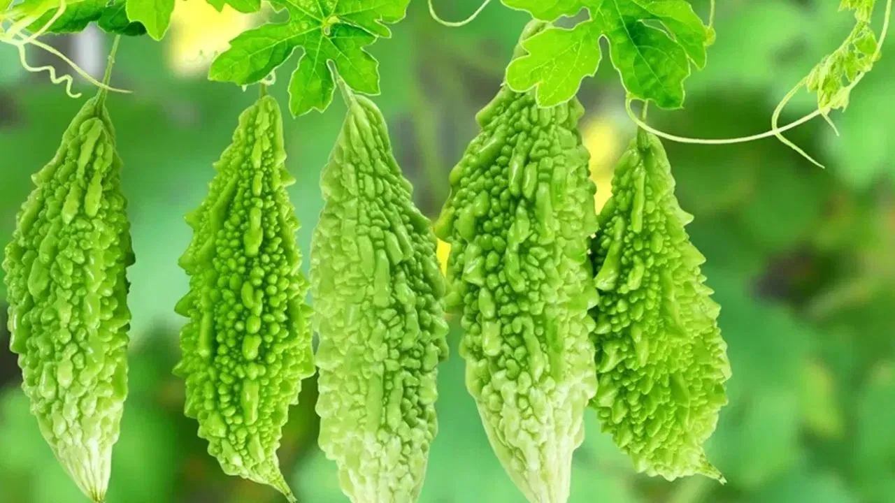 सरासरी किंमत - अमेरिकेतील भारतीय किंवा आशियाई स्टोअर्समध्ये कारल्याची किंमत साधारणपणे $1.99 ते $3.99 प्रति पाउंड (lb) इतकी असते. जर आपण किलोचा हिशोब केला (1 किलो = 2.20पाउंड), तर ही किंमत साधारणपणे $4.40 ते $8.80 प्रति किलो या दरम्यान पडते.