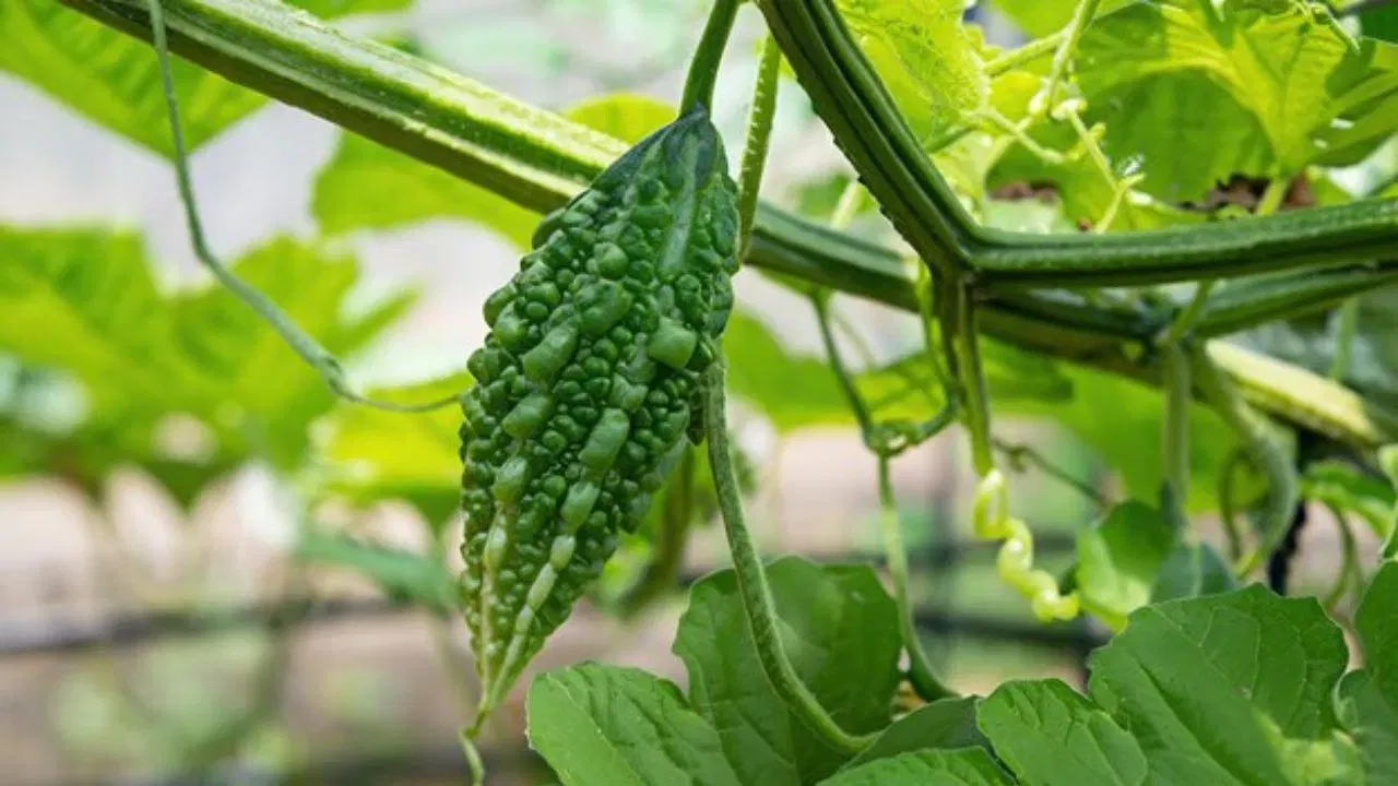 उपलब्धता आणि हंगाम - अमेरिकेत कारल्याचे उत्पादन मर्यादित आहे. त्यामुळे बहुतांश कारली मेक्सिको किंवा इतर देशांतून आयात केली जातात. हिवाळ्यात पुरवठा कमी असल्याने किमतीत मोठी वाढ दिसून येते.