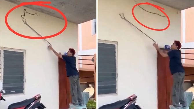 साप म्हणाला भावा मेहनत घेऊ नको, मीच येतो..अंगावर काटा आणणारा Video