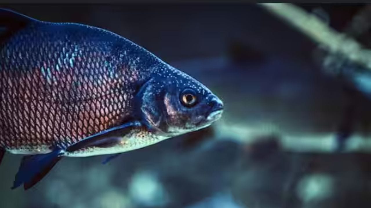 मासे : फॅटी फिश उदा. सालमन वा सार्डिन मासे हार्टच्या आरोग्यासाठी चांगले असतात. हे मासे ट्रायग्लिसराईड्सला नियंत्रित करतात आणि ब्लड प्रेशरला बॅलन्स करतात. 