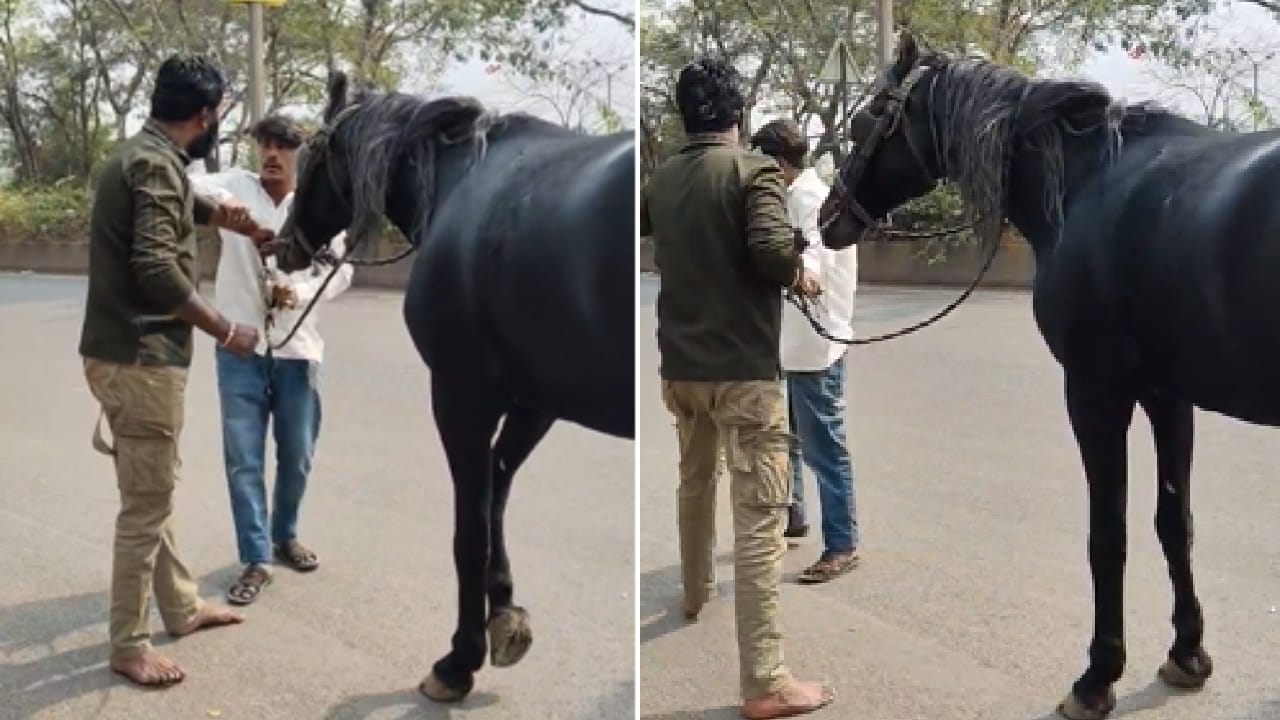 काळ्या घोड्यांच्या नालामुळे भरभराट होते, या गैरसमजामुळे अंधश्रद्धाळू नागरिकांकडून नाल कोणत्याही किमतीत खरेदी केली जात होती.