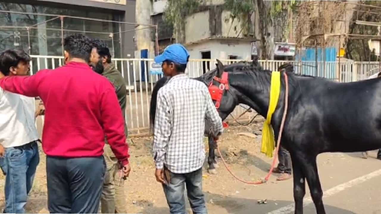 नाशिक शहरात अंधश्रद्धेच्या नावाखाली काळ्या घोड्यांचा अमानुष छळ केल्याचा प्रकार उघडकीस आला आहे. दोन काळे घोडे घेऊन काही संशयित शहरात फिरत असल्याच्या नागरिकांच्या तक्रारी समोर आल्या होत्या.