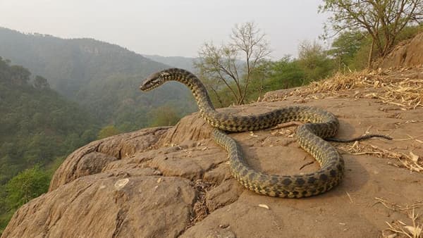 १ - केरळ : केरळ वेस्टर्न घाटातील जगप्रसिद्ध जैवविविधततेचे ठीकाण आहे. येथे १०० हून अधिक सापांच्या जाती आहे. यात अनेक अत्यंत विषारी प्रजाती जशा किंग कोब्रा, रसेल वायपर आणि मलाबार पिट वायपर देखील सामील आहे. घनदाट जंगल, उच्च आद्रता आणि अतिवृष्टीमुळे कारण केरळ सापासाठी अनुकूल वातावरण आहे.