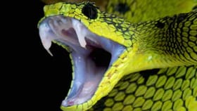 या राज्यात आढळतात सापांच्या सर्वाधिक जाती, तुमच्या राज्याचा नंबर कितव.