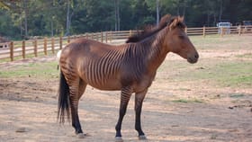 GK : युद्धासाठी तयार केला हा प्राणी, परंतू नव्या पिढीला जन्म देत नाही.