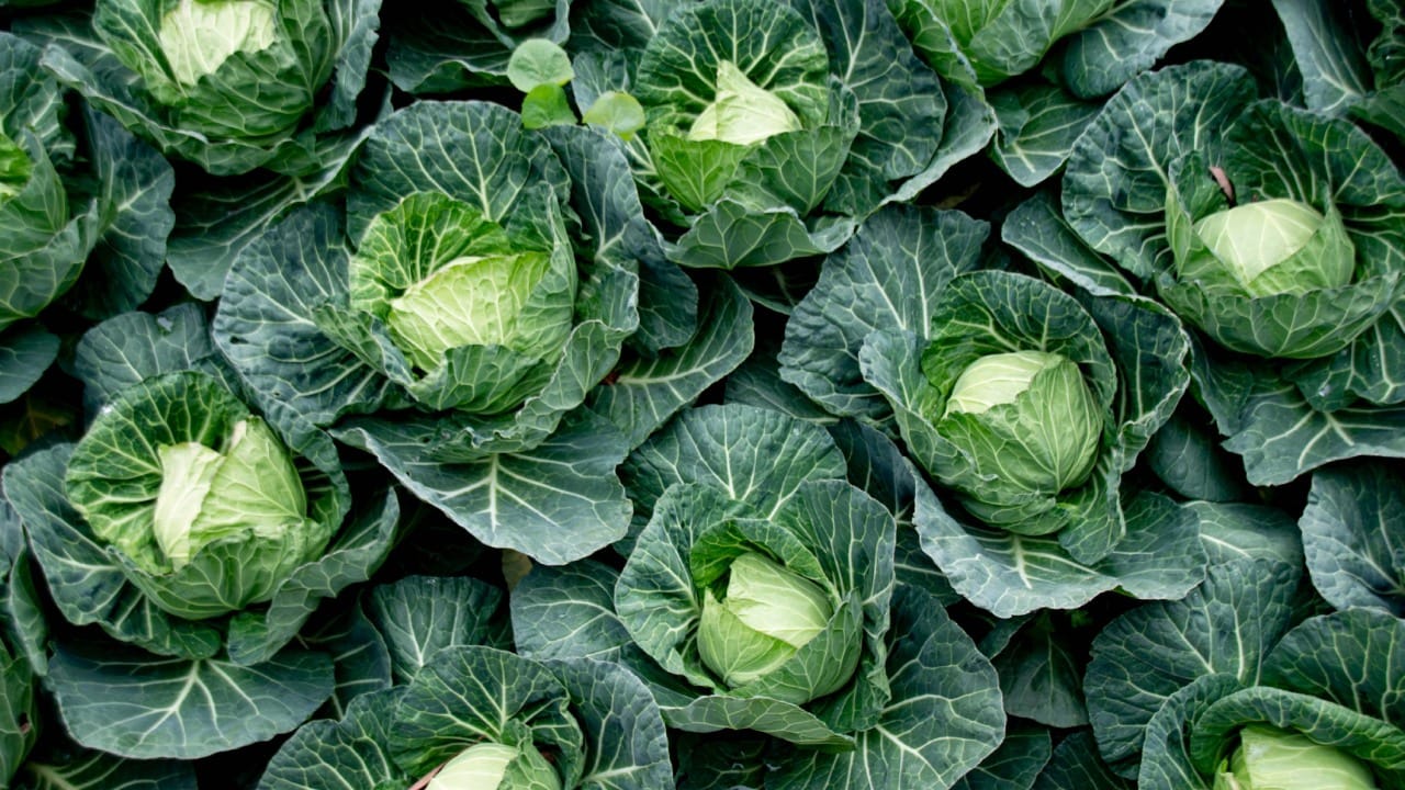 जर तुमची कोणतीही शस्त्रक्रिया होणार असेल किंवा नुकतीच झाली असेल, तर आहारात कोबीचा समावेश करू नका. कोबी रक्तातील साखरेच्या पातळीवर नियंत्रण मिळवण्याच्या प्रक्रियेत अडथळा आणू शकते, ज्यामुळे रिकव्हरीमध्ये समस्या येऊ शकतात.