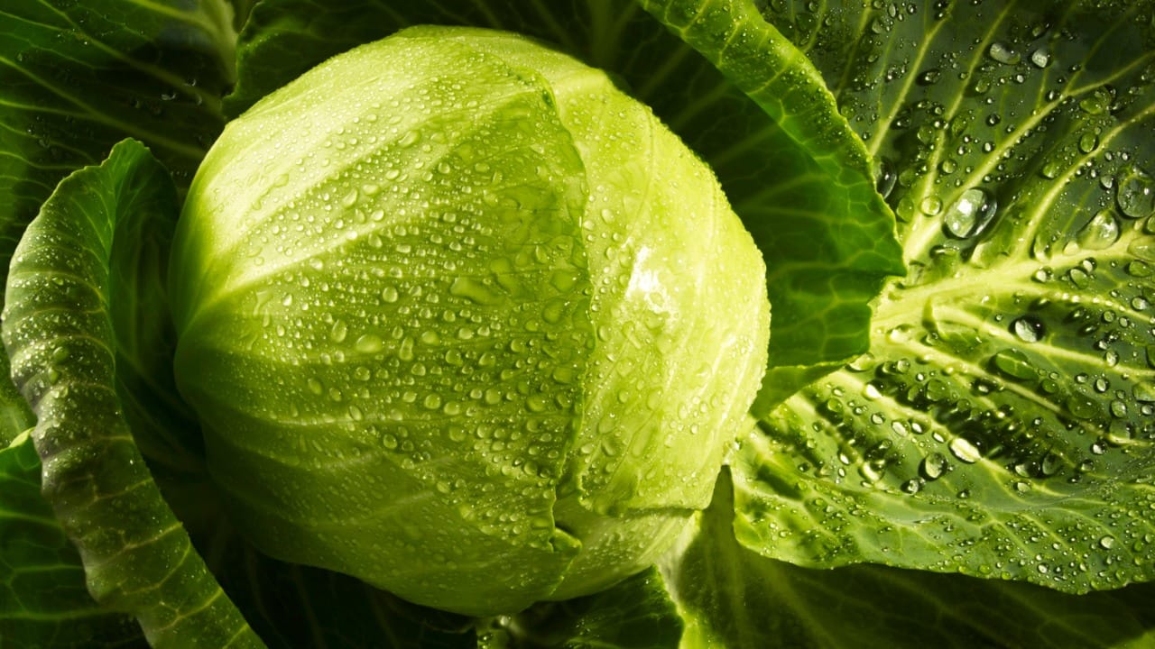 कोबीमध्ये रॅफिनोज नावाची जटिल साखर असते. मानवी शरीराला ही साखर पचवणे कठीण जाते. यामुळे पोटात गॅस होणे, पोट फुगणे (Bloating), पोटदुखीचा त्रास होणे. ज्यांना इरिटेबल बॉवेल सिंड्रोम (IBS) आहे, अशा व्यक्तींनी कोबी टाळणेच हिताचे आहे.