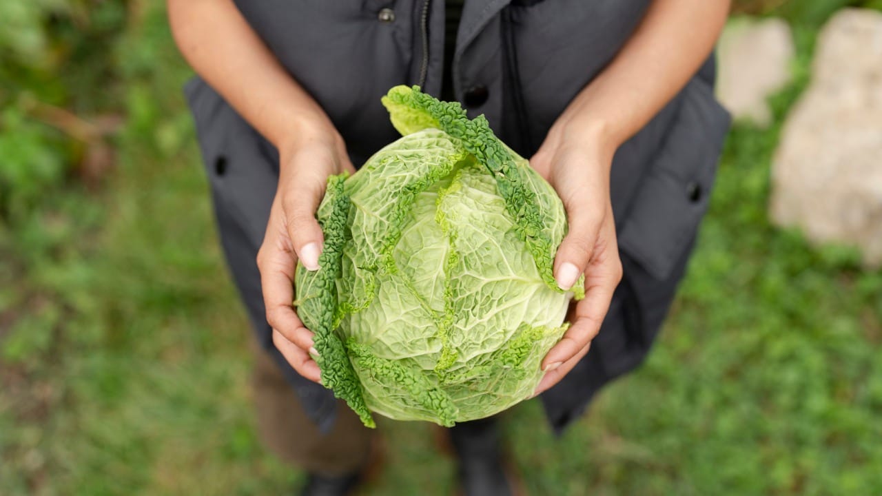 कोबीमध्ये व्हिटॅमिन-के (Vitamin K) भरपूर प्रमाणात असते, जे रक्ताच्या गुठळ्या होण्यास मदत करते. जर तुम्ही रक्त पातळ करण्याची औषधे (उदा. वॉर्फरिन) घेत असाल, तर कोबी औषधाचा प्रभाव कमी करू शकते.