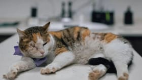 Vastu Shastra : मांजरीशी संबंधित या गोष्टी आहेत शुभ तर या अशुभ.