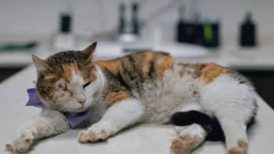 Vastu Shastra : मांजरीशी संबंधित या गोष्टी आहेत शुभ तर या अशुभ, काय असतात संकेत?