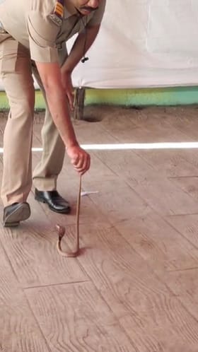 मतदान केंद्रात कोब्रा... पोलिसांनी कसं पकडलं? थरार व्हिडीओत कैद.