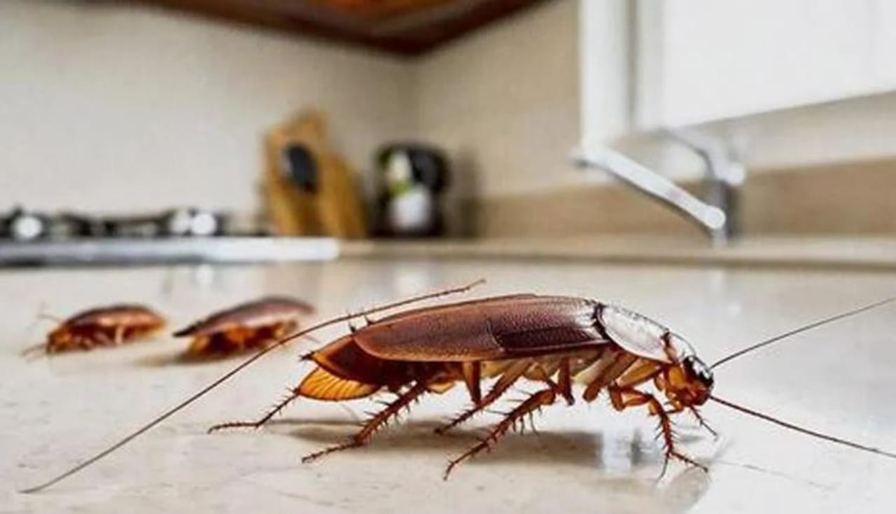 घरात झुरळ निघण्याची समस्या ही जवळपास प्रत्येकच घरात असते. कितीही स्वच्छता केली तरी काही वेळाने झुरळ निघतेच. त्यामुळे घरातील गृहिणी फारच त्रस्त असतात. विशेषत: रात्रीच्या वेळी हे झुरळ बाहेर निघतात. स्वयंपाकघरातही झुरळांचे प्रमाण जास्त असते. 