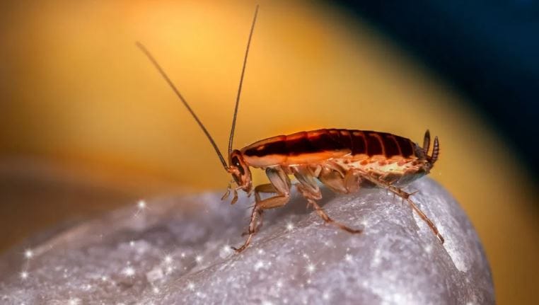 परंतु तुम्ही काही ट्रिक्स वापरल्या तर घरातील झुरळ लगेच निघून जातात. विशेष म्हणजे भविष्यातही झुरळांचा त्रास कमी होतो. रात्री घरात झुरळ शिरत असतील तर घरातील पाणी ज्या ठिकाणाहून बाहेर जाते, तिथे ही गोष्ट ठेवल्यास झुरळ लगेच नाहीसे होतात. 