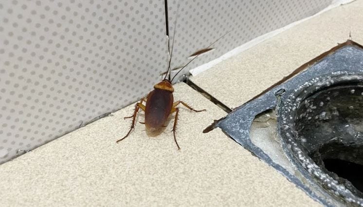 ही वस्तू काय आहे ते जाणून घेऊ या...किचनमधील सिंक, नळ तसेच बाहेरच्या सांडपण्याच्या मार्गाजवळ झुरळ निघत असतील तर त्यांना हाकलून लावण्यासाठी एक खास मिश्रण तयार करावे. हे मिश्रण तयार करण्यासाठी एक चमचा हळद, एक चमचा मीठ आणि दोन चमचे लिक्विड डेटॉल घ्यावे. 