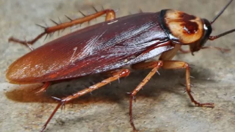 झुरळं शक्यतो घराच्या कोपऱ्यात, सामानाची गर्दी असेल त्या ठिकाणी लपलेले असतात. या कॉटन पॅडमुळे झुरळ घरात घुसत नाहीत. कालांतराने झुरळाचा त्रास कमी होतो. घराची नियमित सफाई करावी. यामुळेदेखील घरातील झुरळं कमी होण्यास मदत मिळते.  