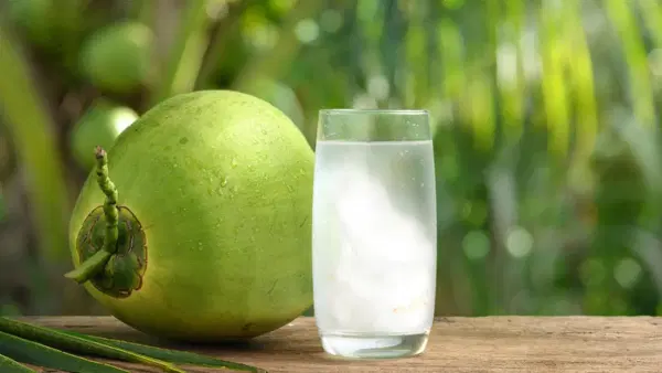 हिवाळ्यात नारळ पाणी प्यावे की नाही? 99% लोक करतात ही चूक