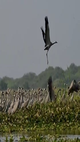 अभयारण्यात सध्या 40 हजारांहून अधिक रंगीत व स्थलांतरित पक्ष्यांचा वावर.