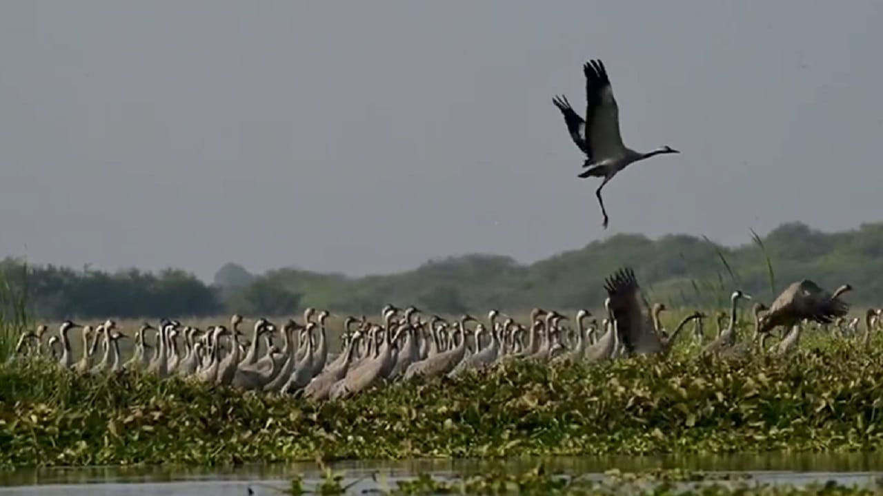 रामसर दर्जा प्राप्त आणि महाराष्ट्राचे भरतपूर म्हणून ओळखल्या जाणाऱ्या नाशिकच्या निफाड तालुक्यातील नांदूर मधमेश्वर पक्षी अभयारण्यात सध्या पक्षीप्रेमींसाठी पर्वणी ठरावी असे दृश्य पाहायला मिळत आहे. 