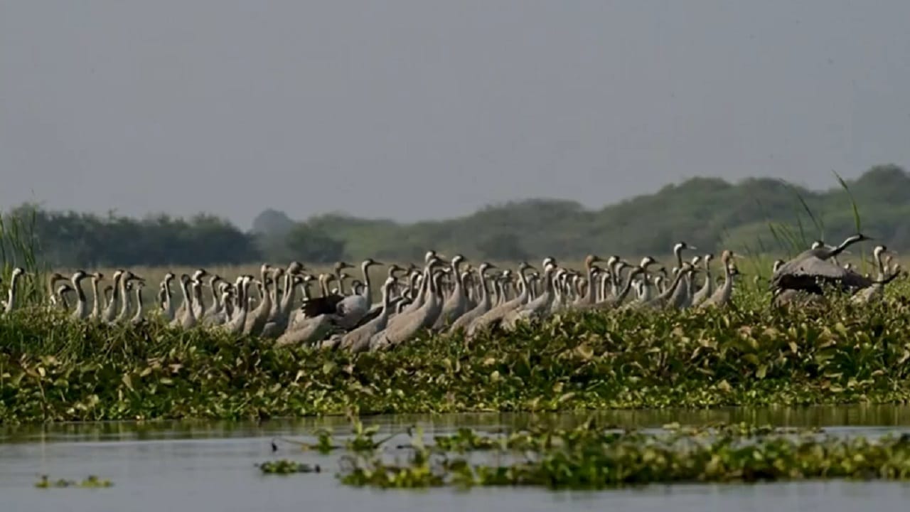 या अभयारण्यात सुमारे 400 च्या आसपास कॉमन क्रेन (Common Crane) पक्ष्यांचे आगमन झाले असून, त्यांच्या उपस्थितीमुळे परिसरातील जैवविविधतेत आणखी भर पडली आहे.