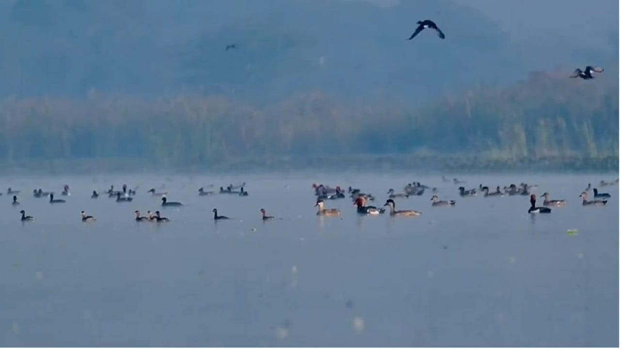 कॉमन क्रेन पक्ष्यांसोबतच नांदूर मधमेश्वर पक्षी अभयारण्यात विविध जातींचे रंगीत व स्थलांतरित असे सुमारे 40 हजारांहून अधिक पक्षी वास्तव्यास असल्याची माहिती आहे.