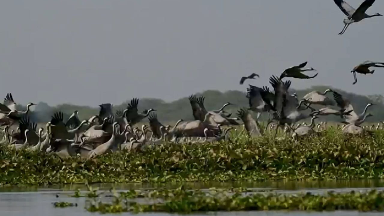 त्यामुळे देश-विदेशातून मोठ्या प्रमाणावर पक्षी निरीक्षक, पक्षीप्रेमी आणि छायाचित्रकार या ठिकाणी दाखल होत आहेत.  आकाशात झेपावणाऱ्या कॉमन क्रेनच्या थव्यांनी नयनरम्य दृश्य निर्माण केले.