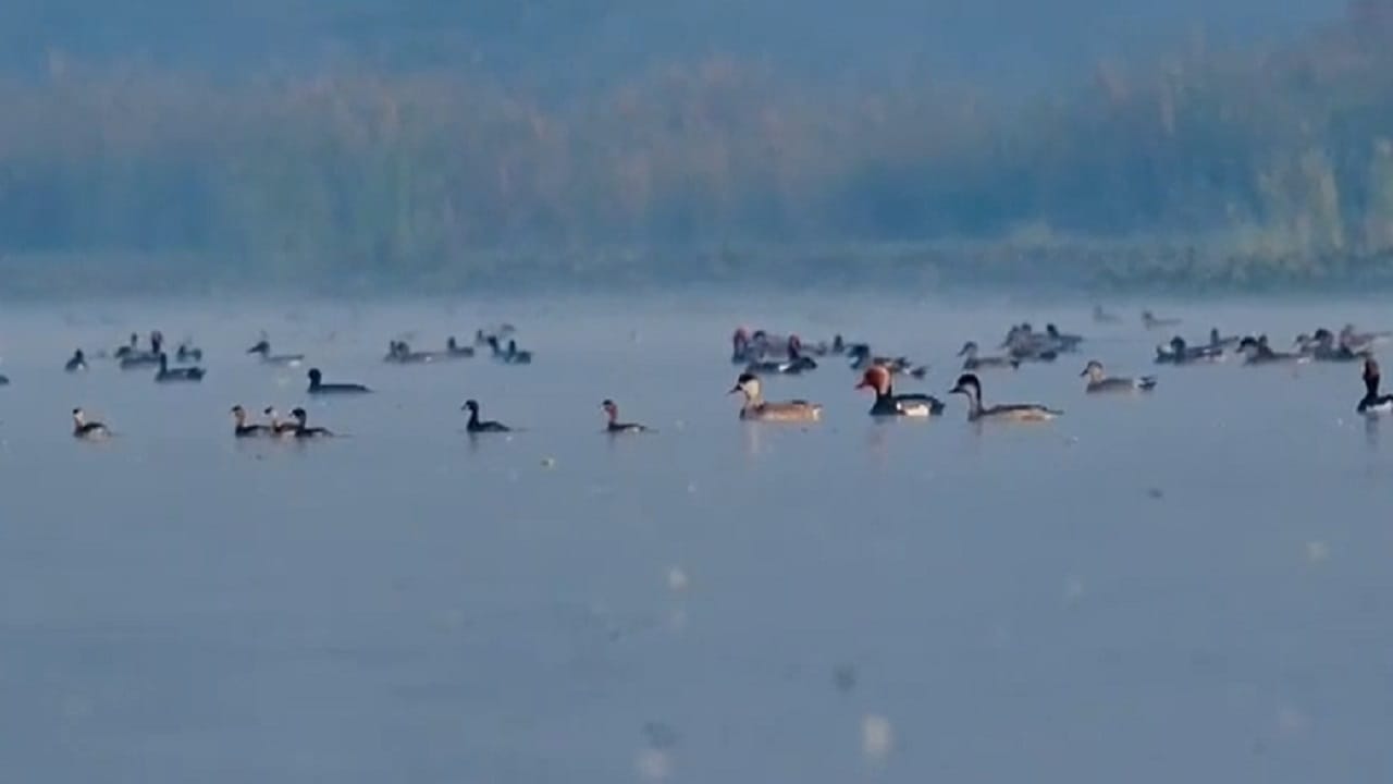 दरम्यान, सुमारे 400 कॉमन क्रेन पक्ष्यांचा थवा आकाशात झेपावताना दिसणारे खास टीव्ही नाईनच्या दर्शकांसाठी नयनरम्य दृश्य वन्यजीव व पक्षी छायाचित्रकार किशोर वडनेरे यांनी आपल्या कॅमेऱ्यात कैद केले आहे.