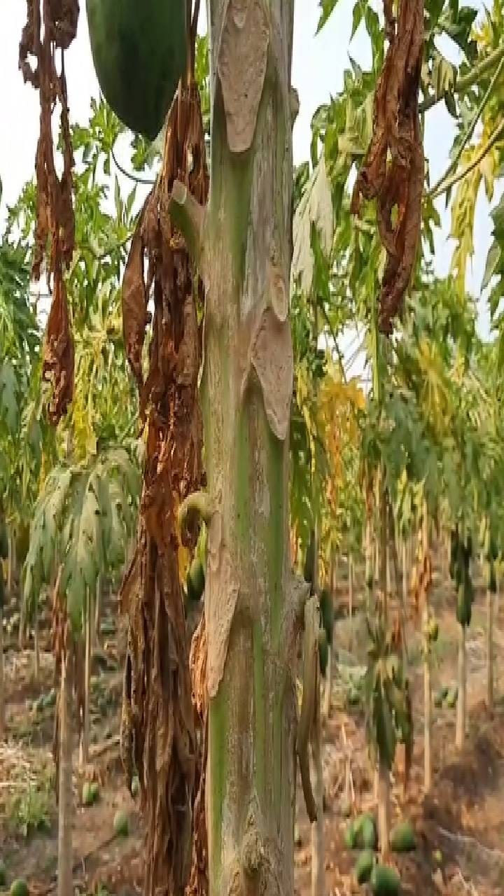 नंदुरबारमध्ये अज्ञातांकडून पिकांची नासधूस