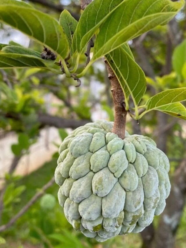 'या' समस्या असलेल्या लोकांनी सिताफळ बिलकूल खाऊ नये कारण...