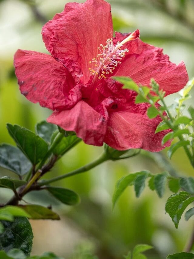 जास्वंदाच्या फूलाचे आरोग्यास कसे होतात फायदे