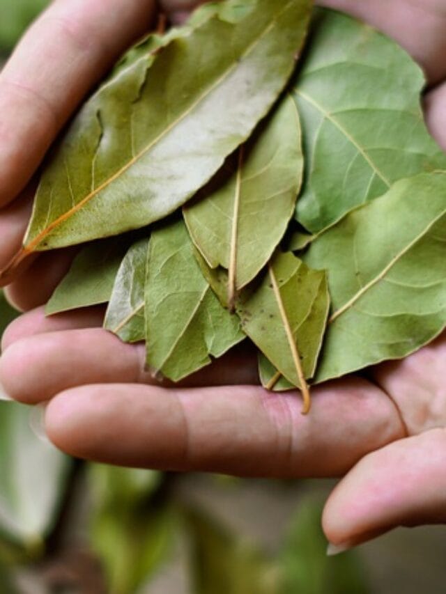 तमालपत्र 'या' महत्त्वाच्या कारणांमुळे आरोग्यास ठरेल उपयुक्त