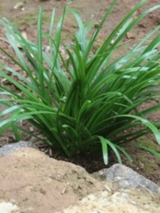 हिवाळ्यात गवती चहाचे आरोग्यास आहेत अनेक फायदे... घ्या जाणून