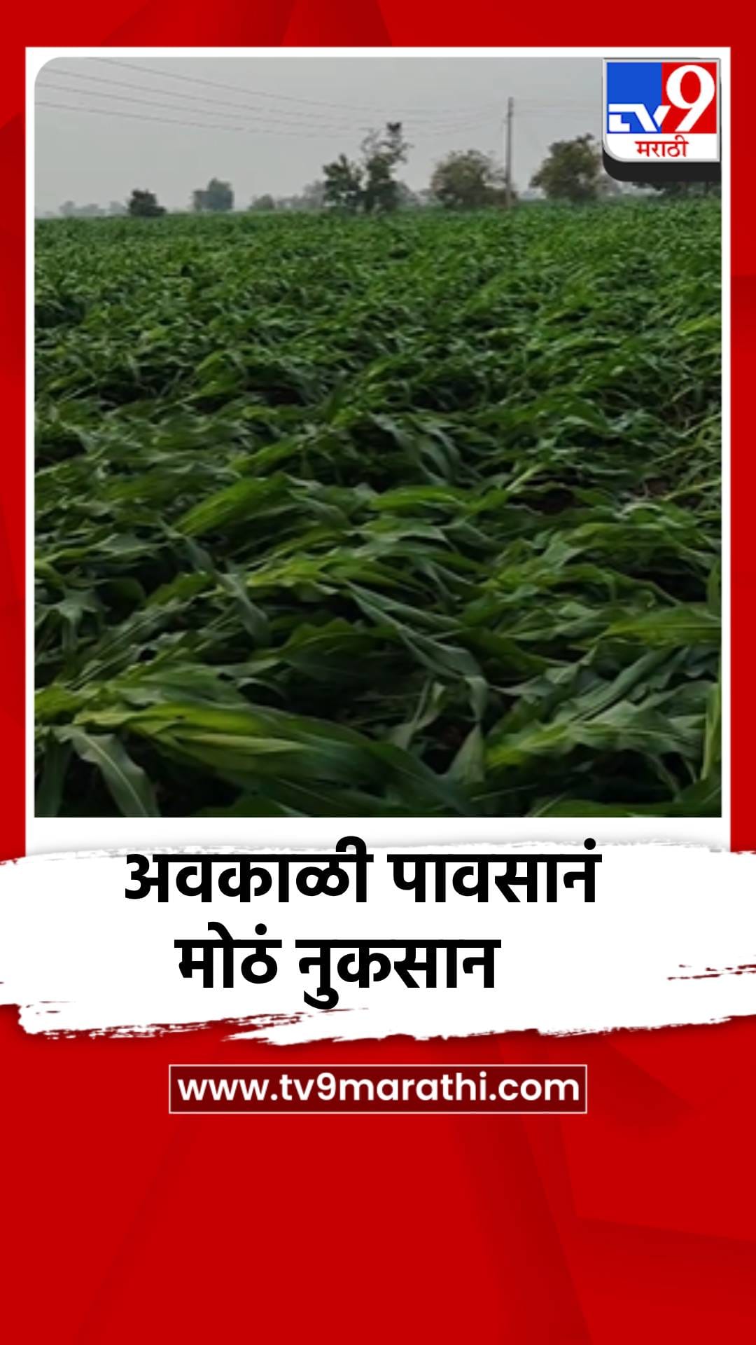 अवकाळी पावसानं पिकांचं मोठं नुकसान, एरंडोल तालुक्यातील शेतकर्‍यांना मोठा फटका