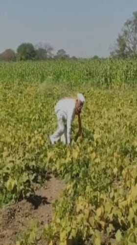 धाराशिवमध्ये यलो मोझॅक रोगाचा 23 हजार हेक्टरवरील राजमा पिकाला फटका.