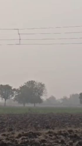 परभणीमध्ये धुक्याची चादर, पिकांवर रोगाच्या प्रादुर्भावाची भीती.