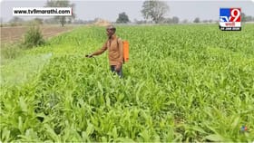 शेतकरी संकटात, बदलत्या हवामानामुळे रब्बी हंगामातील पिके धोक्यात.