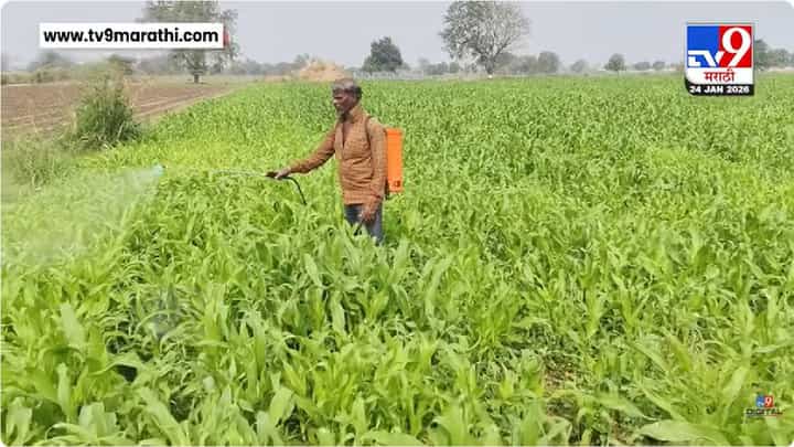 Dhule : शेतकरी संकटात, बदलत्या हवामानामुळे रब्बी हंगामातील पिके धोक्यात Dhule : शेतकरी संकटात, बदलत्या हवामानामुळे रब्बी हंगामातील पिके धोक्यात
