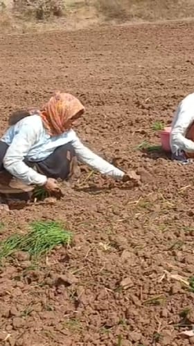धुळे तालुक्यात उशिरा कांदा लागवडीला सुरुवात; हरभरा व गहू पिकासाठी पोषक वातावरण.